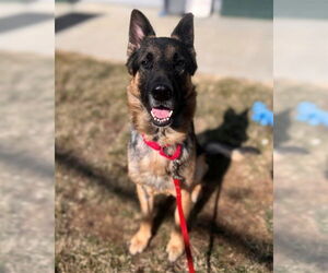 German Shepherd Dog Dogs for adoption in Waterford, VA, USA