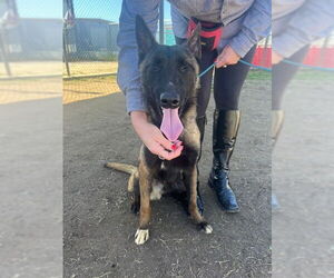 Mutt Dogs for adoption in Imlay City, MI, USA