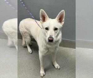 Gerberian Shepsky Dogs for adoption in Las Vegas, NV, USA