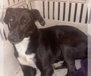 Doberman Pinscher-Unknown Mix Dogs for adoption in Tracy, CA, USA