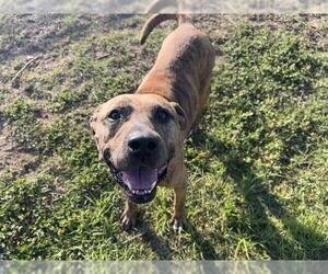 American Pit Bull Terrier-Unknown Mix Dogs for adoption in Ocala, FL, USA