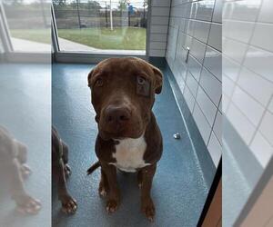 Mutt Dogs for adoption in Pearland, TX, USA