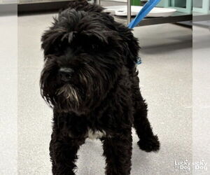 Cocker Spaniel-Poodle (Miniature) Mix Dogs for adoption in Washington, DC, USA