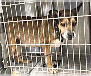 Boxer-Unknown Mix Dogs for adoption in Houston, TX, USA