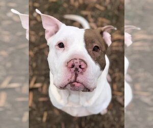 Bullypit Dogs for adoption in Millersville, MD, USA