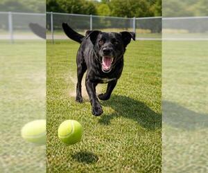 Labrador Retriever Dogs for adoption in Globe, AZ, USA
