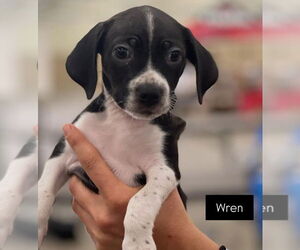 Beagle-Unknown Mix Dogs for adoption in Dana Point, CA, USA