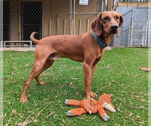 Redbone Coonhound Dogs for adoption in Ellijay, GA, USA