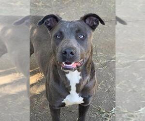 American Pit Bull Terrier Dogs for adoption in Riverside, CA, USA