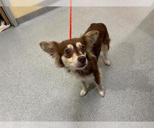 Chihuahua Dogs for adoption in Orange, CA, USA