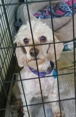 Poodle (Miniature) Dogs for adoption in Mukwonago, WI, USA