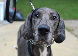 Great Dane Dogs for adoption in Silver Spring, MD, USA