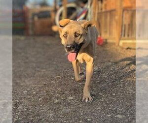 Anatolian Shepherd Dogs for adoption in Vail, AZ, USA