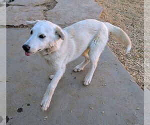 Golden Retriever-Unknown Mix Dogs for adoption in Pena Blanca, NM, USA