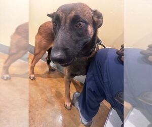 Mutt Dogs for adoption in Imlay City, MI, USA