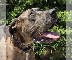 Great Dane Dogs for adoption in Albuquerque, NM, USA