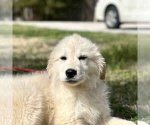 Great Pyrenees-Unknown Mix Dogs for adoption in Yardley, PA, USA
