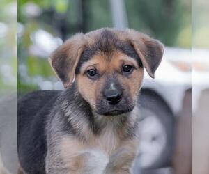 Labrador Retriever-Unknown Mix Dogs for adoption in San Diego, CA, USA