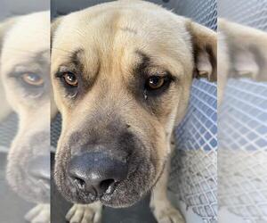 Mastiff Dogs for adoption in Bakersfield, CA, USA