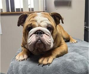 Bulldog Dogs for adoption in Redlands, CA, USA