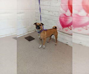 Chug Dogs for adoption in San Bernardino, CA, USA