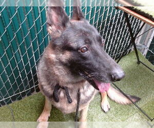 German Shepherd Dog Dogs for adoption in Downey, CA, USA