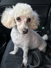 Poodle (Miniature) Dogs for adoption in Wylie, TX, USA