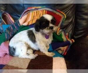 Shih Tzu Dogs for adoption in Glen Haven, WI, USA