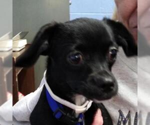Chihuahua Dogs for adoption in Zanesville, OH, USA