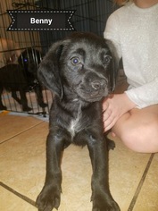 Medium Photo #1 Borador Puppy For Sale in Tampa, FL, USA