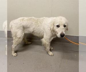 Great Pyrenees Dogs for adoption in Modesto, CA, USA