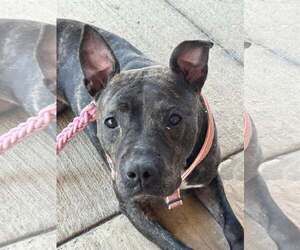American Pit Bull Terrier-Unknown Mix Dogs for adoption in Oakhurst, NJ, USA
