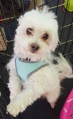 Maltese Dogs for adoption in Colorado Springs , CO, USA