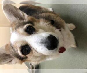 Pembroke Welsh Corgi Dogs for adoption in Boston, MA, USA
