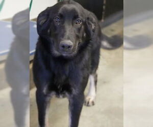 Labrador Retriever-Unknown Mix Dogs for adoption in Bridgewater, NJ, USA