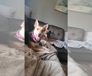 German Shepherd Dog-Unknown Mix Dogs for adoption in Shillington, PA, USA