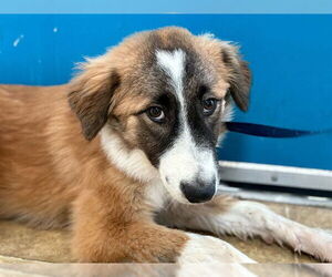 Siberian Husky-Unknown Mix Dogs for adoption in Raleigh, NC, USA