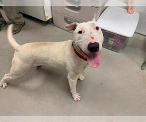 Bull Terrier Dogs for adoption in Brighton, CO, USA