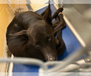 German Shepherd Dog Dogs for adoption in Tulsa, OK, USA