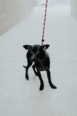Medium Photo #1 Chi-Corgi Puppy For Sale in See Website, CA, USA