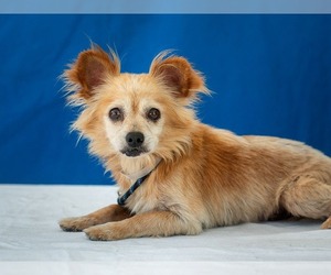 Chiranian Dogs for adoption in Pasadena, CA, USA