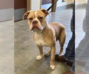 American Bulldog-Unknown Mix Dogs for adoption in San Antonio, TX, USA