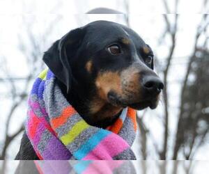 Bluetick Coonhound Dogs for adoption in Louisville, KY, USA