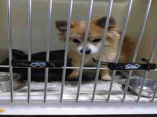 Pomeranian Dogs for adoption in Bakersfield, CA, USA