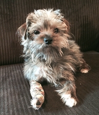 Medium Photo #1 Mutt Puppy For Sale in Fresno, CA, USA