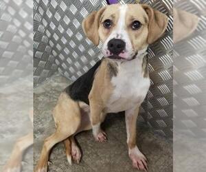 Beagle-Unknown Mix Dogs for adoption in Winston Salem, NC, USA