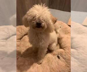 Poodle (Miniature) Dogs for adoption in Hesperia, CA, USA