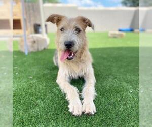 Airedale Terrier Dogs for adoption in Fredericksburg, TX, USA