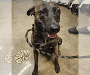 Mutt Dogs for adoption in Elmsford, NY, USA