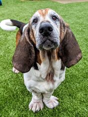 Basset Hound Dogs for adoption in Arlington, VA, USA